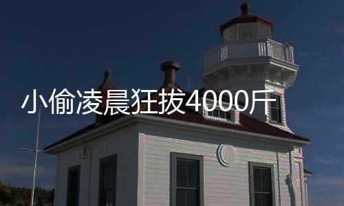 头 斤芋么小偷效与的功芋头作用狂拔凌晨是什